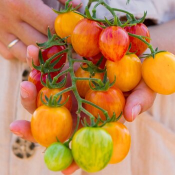 Tomato- Sunrise Bumblebee