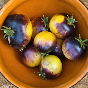 Tomato- Blue Gold Berries