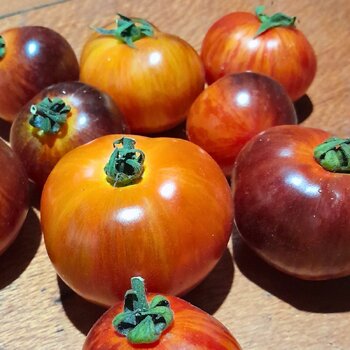 Tomato- Dwarf Striped Antho