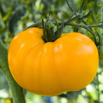 Tomato- Yellow Russian Azoychka