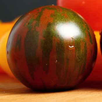 Tomato- Black Zebra