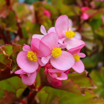 Begonia- Cocktail Gin