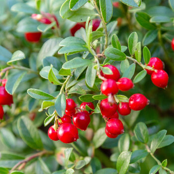 Lingonberry