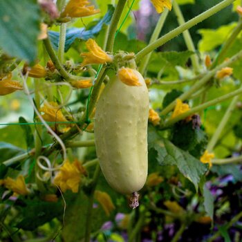 Cucumber- German Pickling