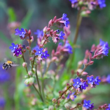 Alkanet