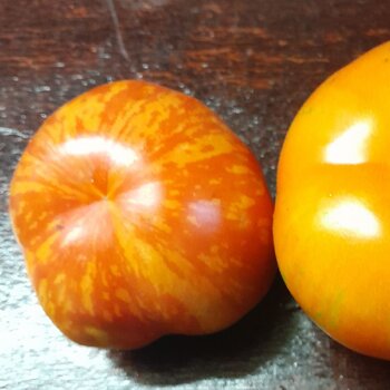Tomato- Flowerball