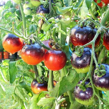 Tomato- Indigo Rose