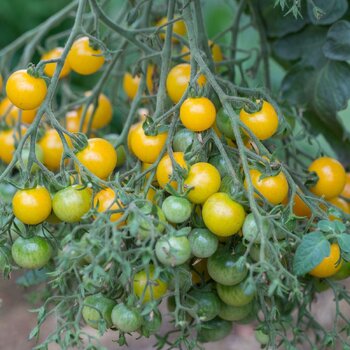 Tomato- Millefleur