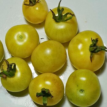 Tomato- Napa Chardonnay