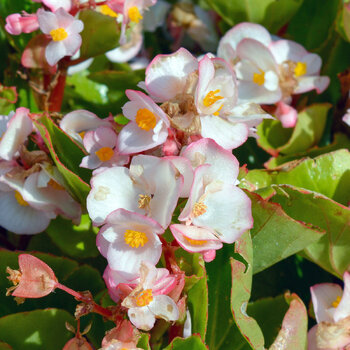 Begonia- Cocktail Rum