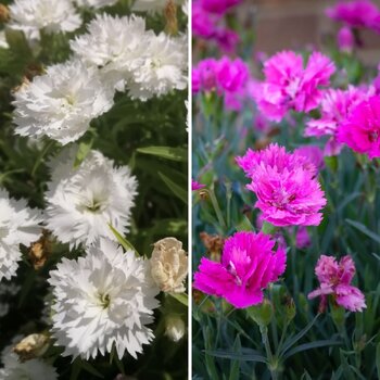 Dianthus- Spring Beauty Mix