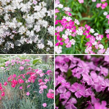 Dianthus- Single Flowered Mix