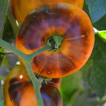 Tomato- Lucid Gem