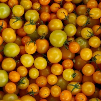 Tomato- Golden Eye
