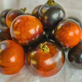 Tomato- Blue Ambrosia