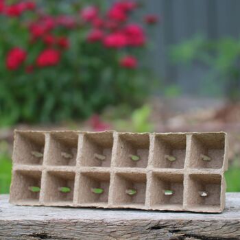 Jiffy Pot Strips- Medium 12x60mm