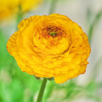Ranunculus- Elegance Giallo Striato 65-09