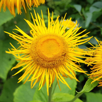 Elecampane