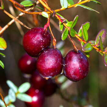 Cranberry
