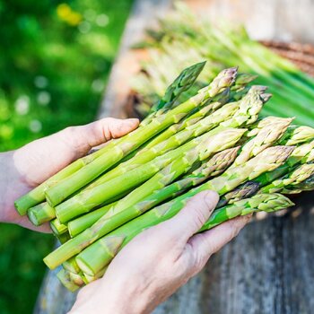 Asparagus- UC 157 F2