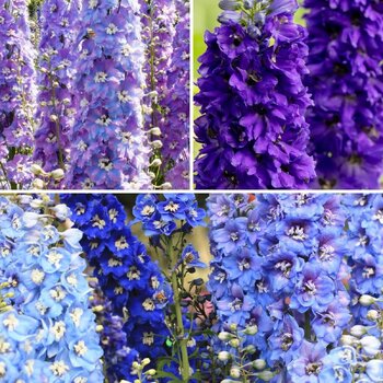 Delphinium- Emerald Pacific Mix