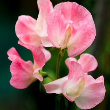 Sweetpea- Streamers Pink