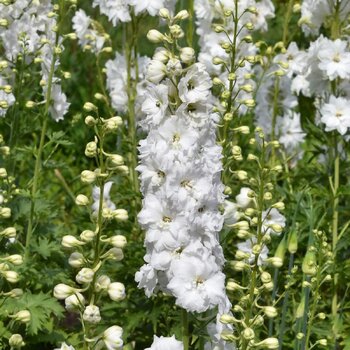 Delphinium- Pacific Galahad
