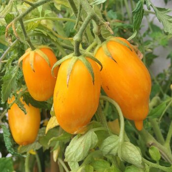 Tomato- Banana Legs