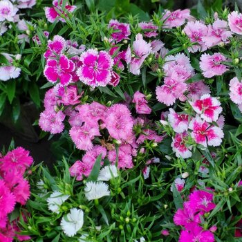 Dianthus- Gaiety Single Mix