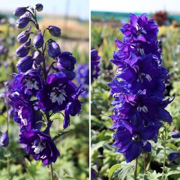 Delphinium- King Arthur