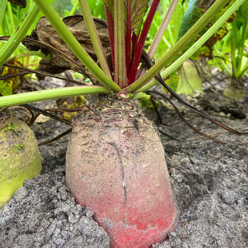 Mangel Wurzel- Red Mammoth