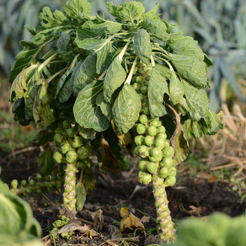 Brussels Sprouts- Catskill