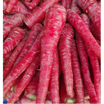 Carrot- Kyoto Red