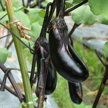 Eggplant- Japanese Konasu