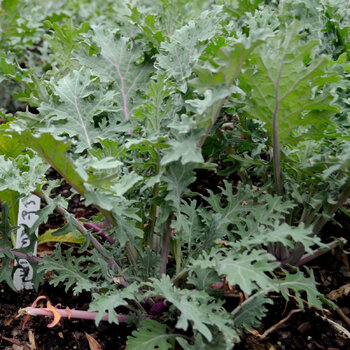 Kale- Red Winter