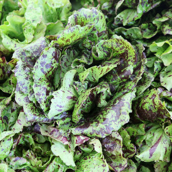 Lettuce- Butterhead Speckles