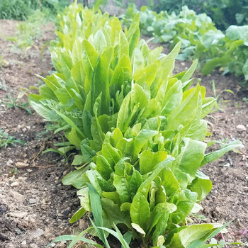 Lettuce- Amish Deer Tongue