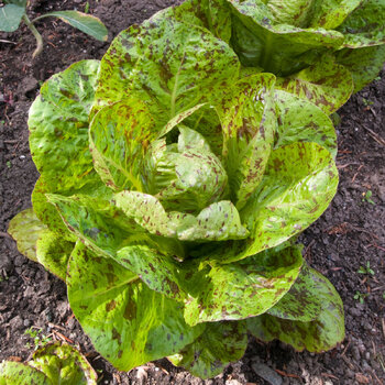 Lettuce- Romaine Freckles