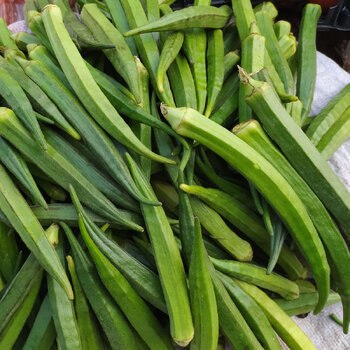 Okra- Perkins Long Pod