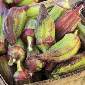 Okra- Hill Country Red
