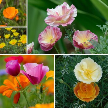Californian Poppy- Mission Bells 