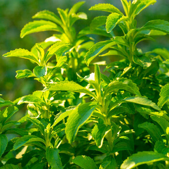 Stevia- Sweet Herb