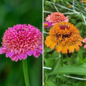 Zinnia- Scabiosa-flowered Mix