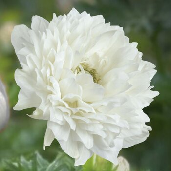 Anemone- Levante Bianco