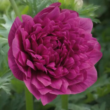 Anemone- Levante Fuschia