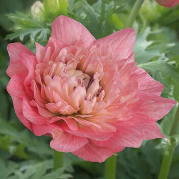 Anemone- Levante Rosa