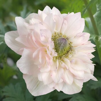 Anemone- Levante Rosa Chiaro