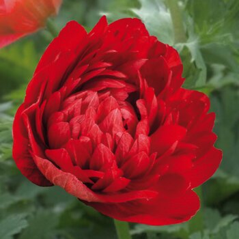 Anemone- Levante Rosso