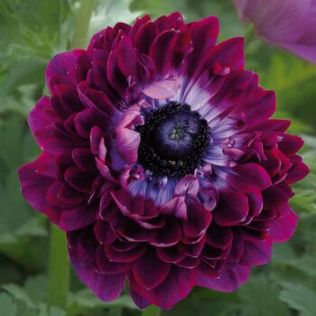 Anemone- Levante Wine