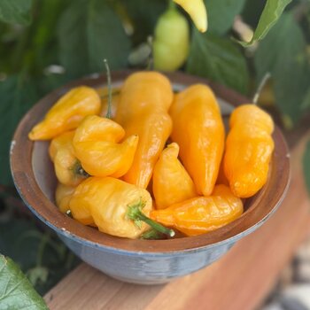 Chilli- Sugar Rush Peach